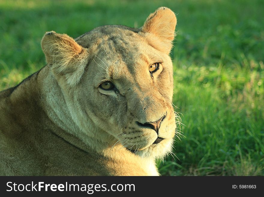 An beautiful african lioness portrait in a game park in South Africa