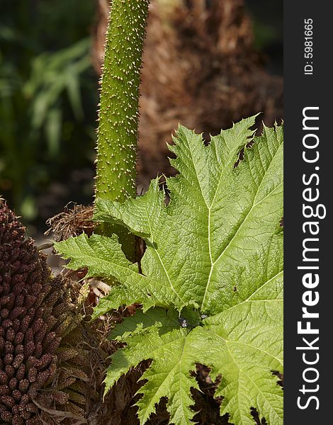 Photograph of the unusual leaves of the plant