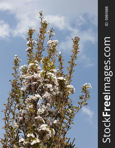 Photograph of the beautiful flowers