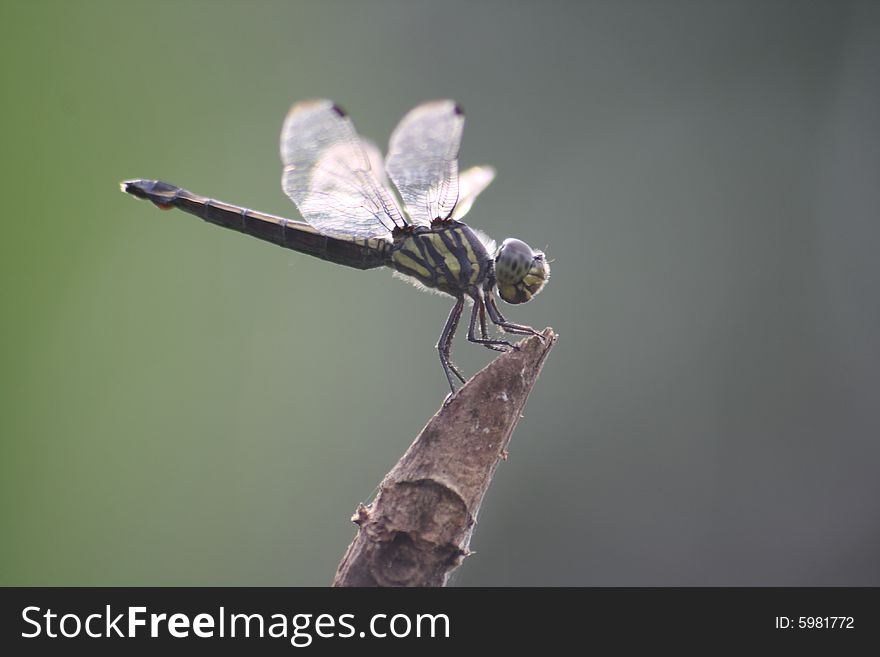 A dragonfly resting on a fence.