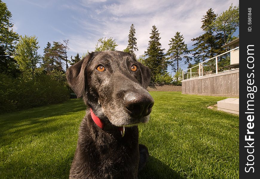 Black dog sitting in a large grass covered garden. Black dog sitting in a large grass covered garden.