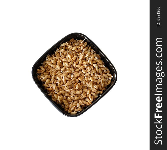 Sprouted Wheat Berries