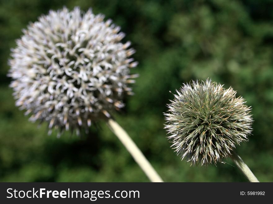 Close - up of two thistles
