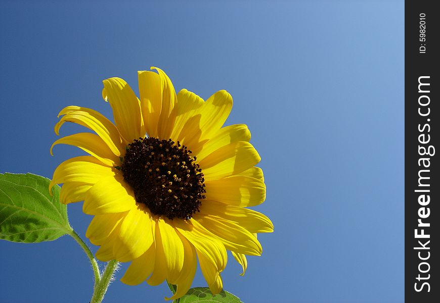 Big yellow sunflower and sky