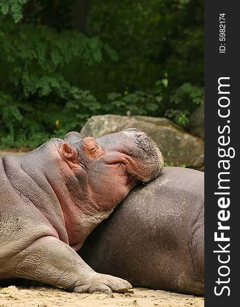 Hippopotamus Resting Its Head On Other Hippo