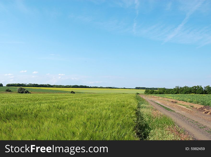 Road at the summer field uder the blue sky. Road at the summer field uder the blue sky