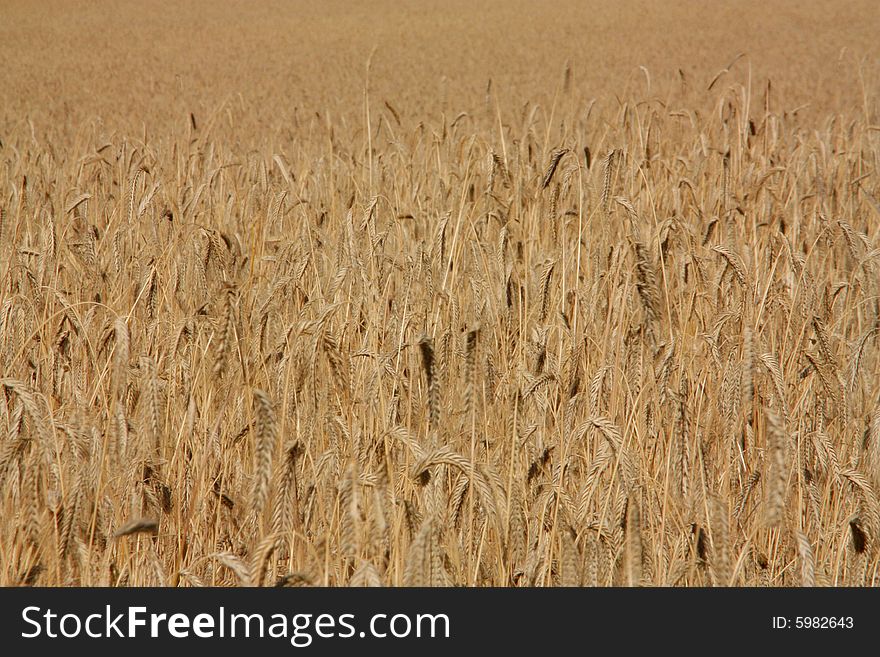 Ripened wheat fields before harvest