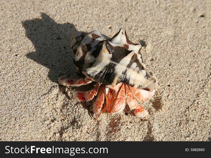 Hermit Crab Crawling Through Sandy Beach