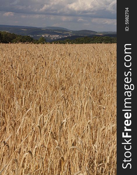 Ripened wheat fields before harvest