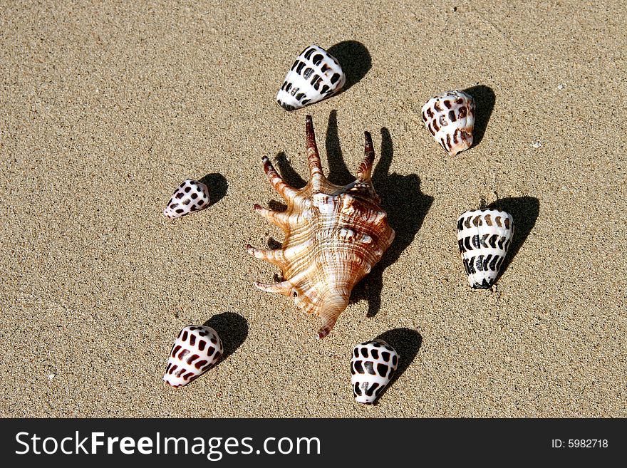 Shells on the beach, Fiji. Shells on the beach, Fiji