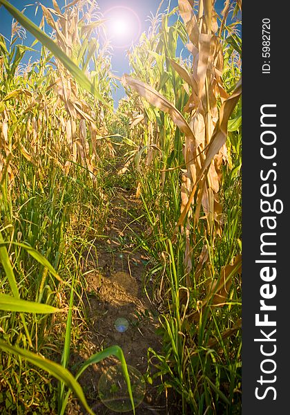 Corn field in the sun