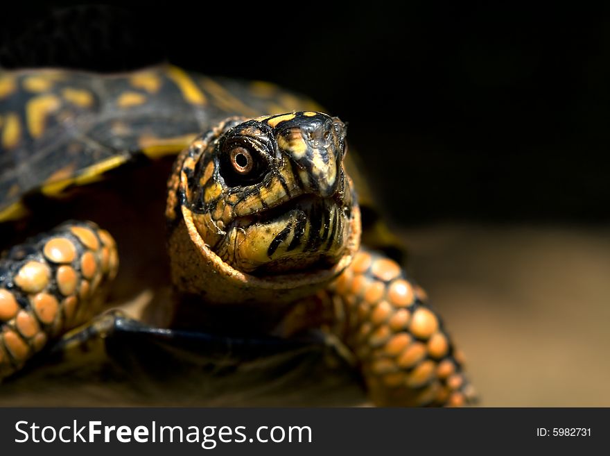 Close up of a box turtle.