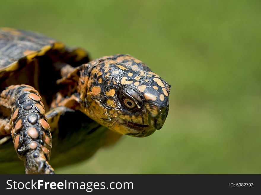 Close up of a box turtle.