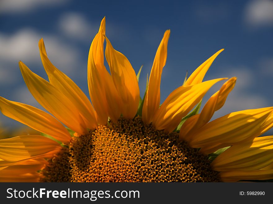 Sunrise. Sunflower - beautiful summer flower.