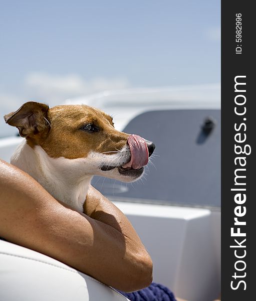 Jack russel's tongue sticking out while enjoying a boat ride.