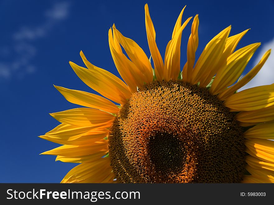 Sunflower - beautiful summer flower. Russia. Sunflower - beautiful summer flower. Russia