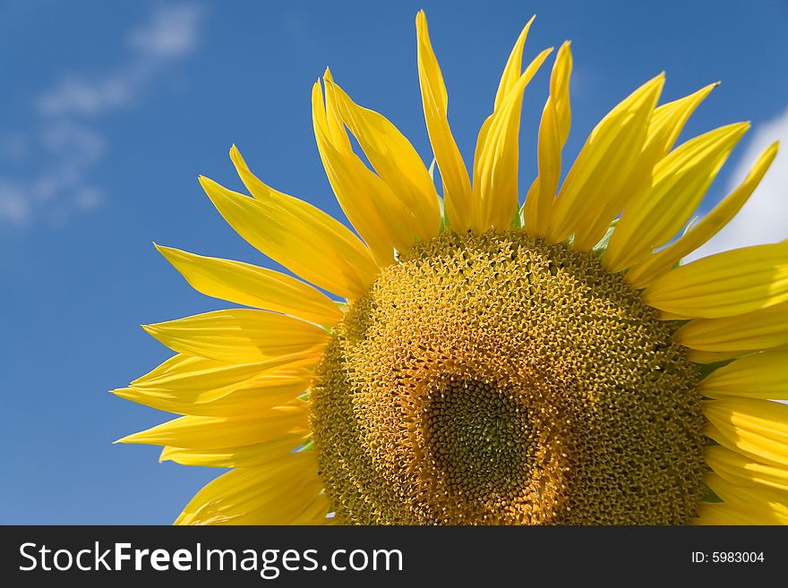 Sunflower - beautiful summer flower. Russia. Sunflower - beautiful summer flower. Russia