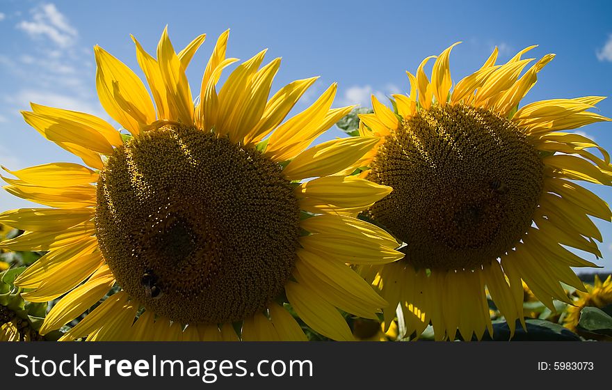 Sunflower - beautiful summer flower. Russia