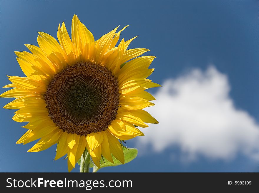Sunflower - beautiful summer flower. Russia
