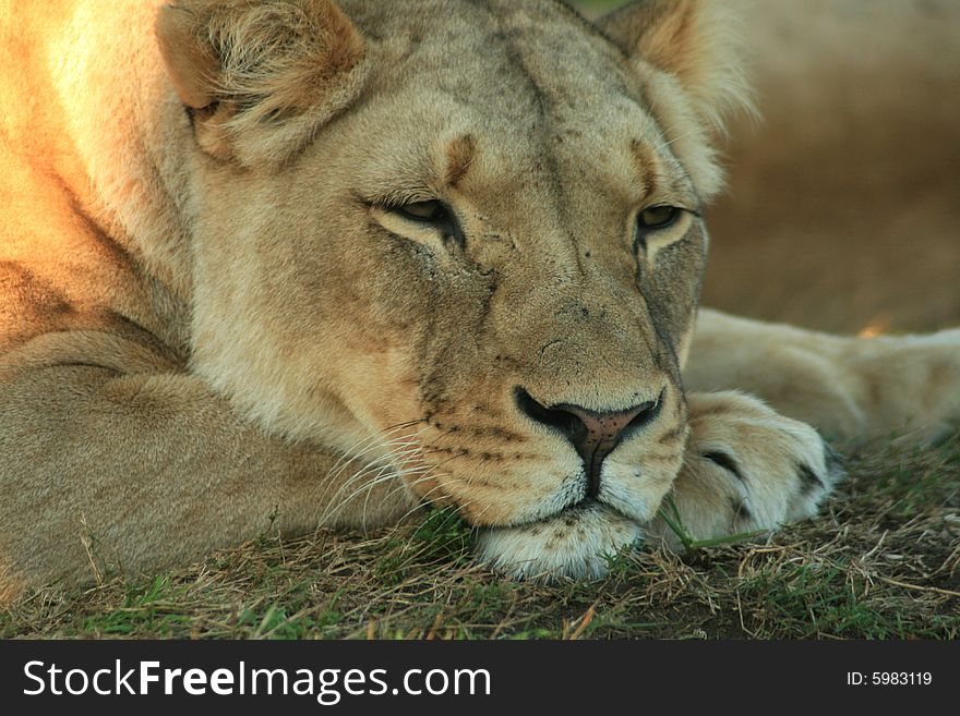 An beautiful african lioness resting in a game park in South Africa. An beautiful african lioness resting in a game park in South Africa