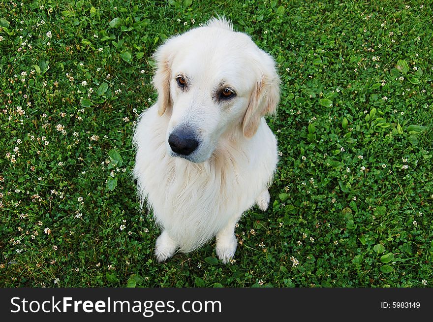 Beautiful Golden Retriever Sitting On The Grass