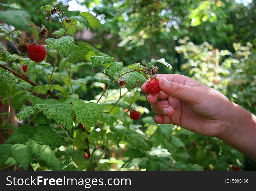 Raspberrys