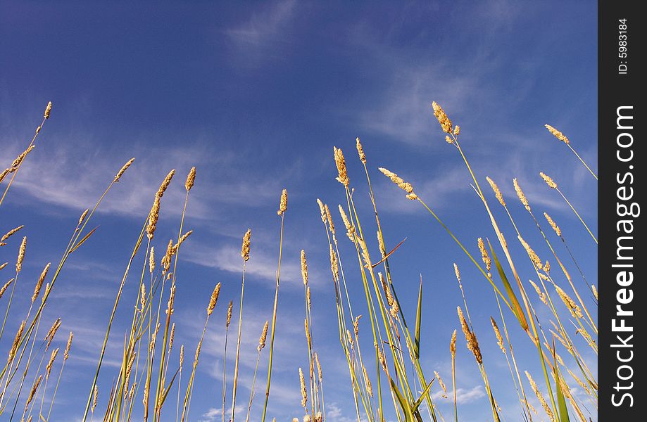 Grass And Sky