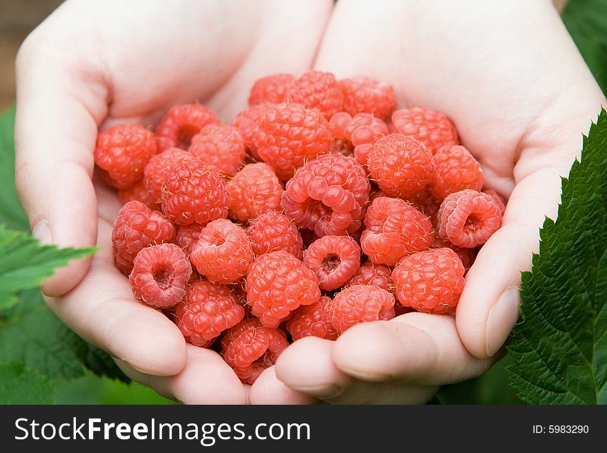Hands full of red rasberries. Hands full of red rasberries