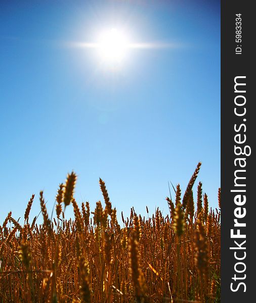 wheat field photagraphed on a sunny day