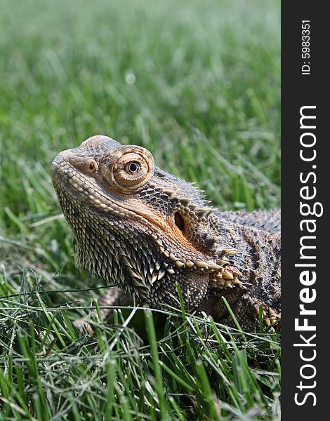 A Bearded Dragon in front of a blurred out grass backroud.