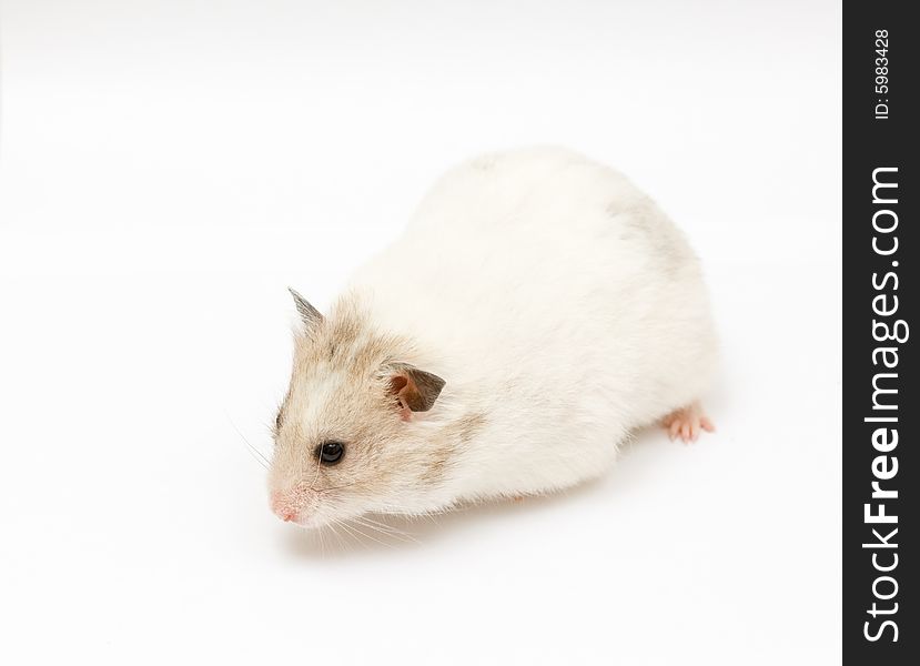 Syrian hamster on abstract white background