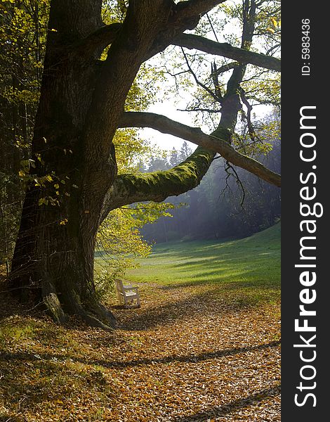 Fall in park, old  autumn tree, with small chair,