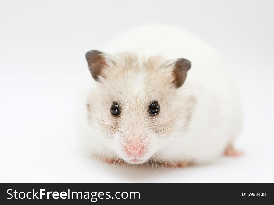 Syrian hamster on abstract white background