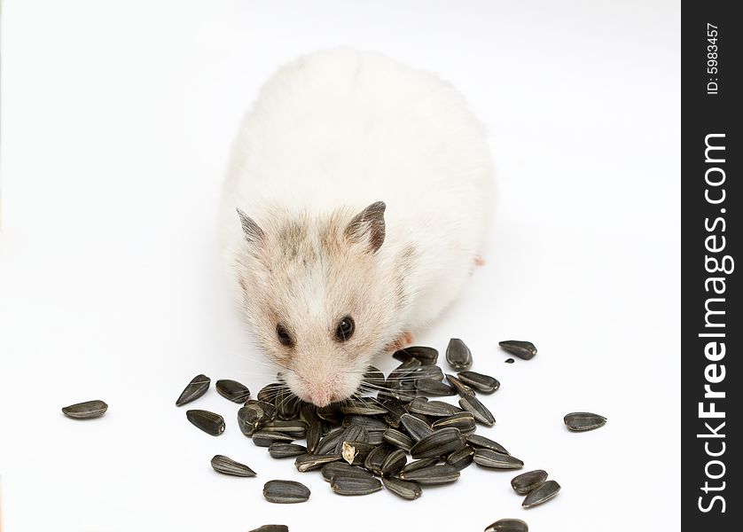 Syrian hamster with sunflower on abstract background. Syrian hamster with sunflower on abstract background