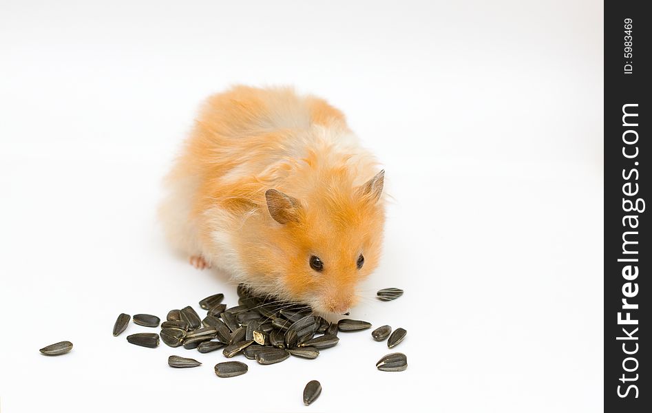Orange color syrian hamster with sunflower. Orange color syrian hamster with sunflower