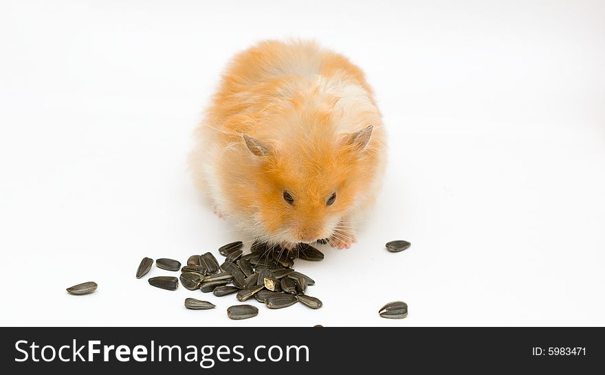 Orange color syrian hamster with sunflower. Orange color syrian hamster with sunflower