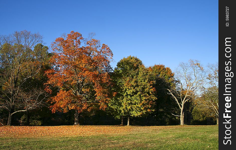 Colorful trees in large open field during autumn. Colorful trees in large open field during autumn.
