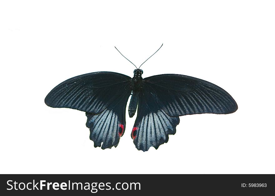 Black butterfly on white ground