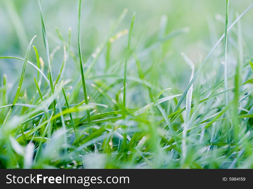 Green Blurred Grass, macro shot. Green Blurred Grass, macro shot