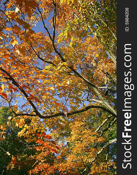 Vivid and colorful autumn leaves viewed through branches.