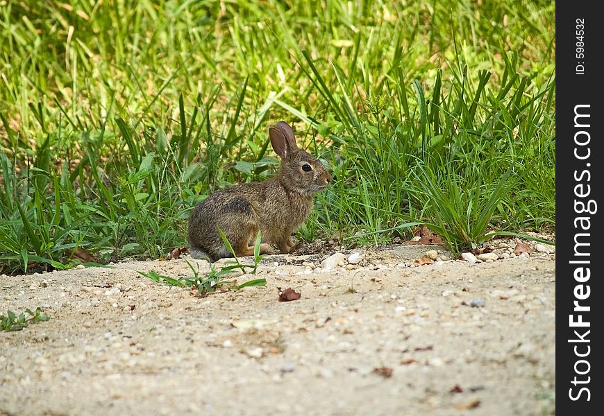 A close-up of a small rabbit in a meadow. A close-up of a small rabbit in a meadow.