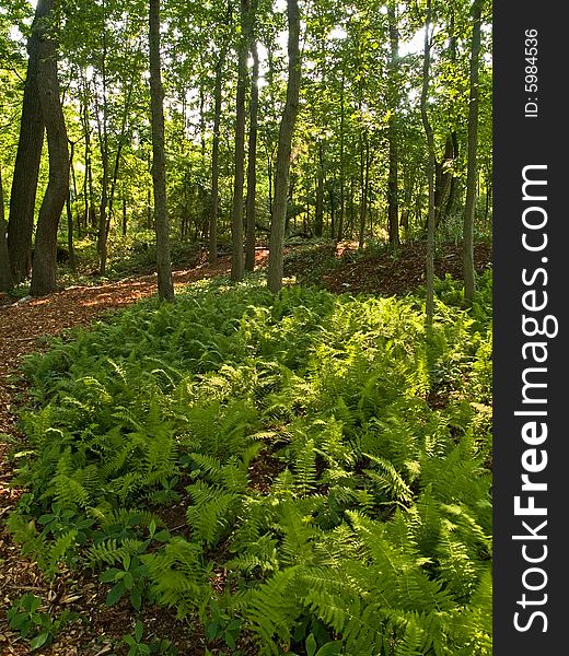 A view of ferns in the forest on an early Summer day. A view of ferns in the forest on an early Summer day.