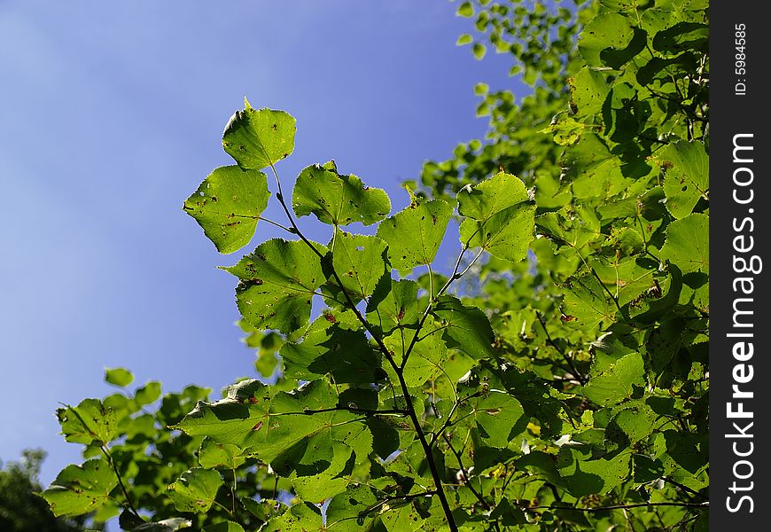 Green leafs on tree