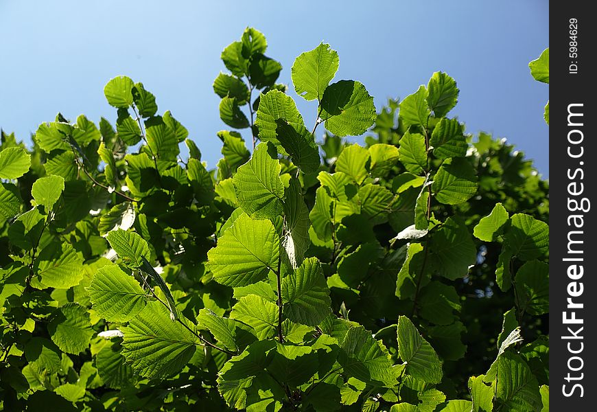 Green Leafs On Tree