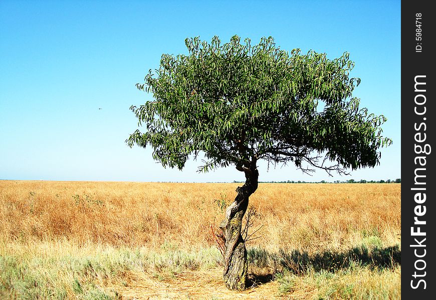 Lonely tree on a field in the morning