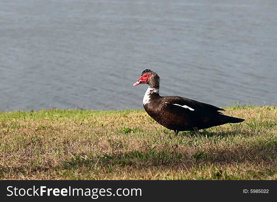 Muscovy duck