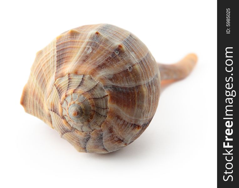 Sea shell mollusk isolated brown spiral seashell