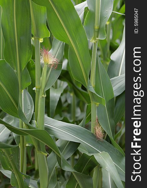 Green corn vegetable grown farm plant fresh