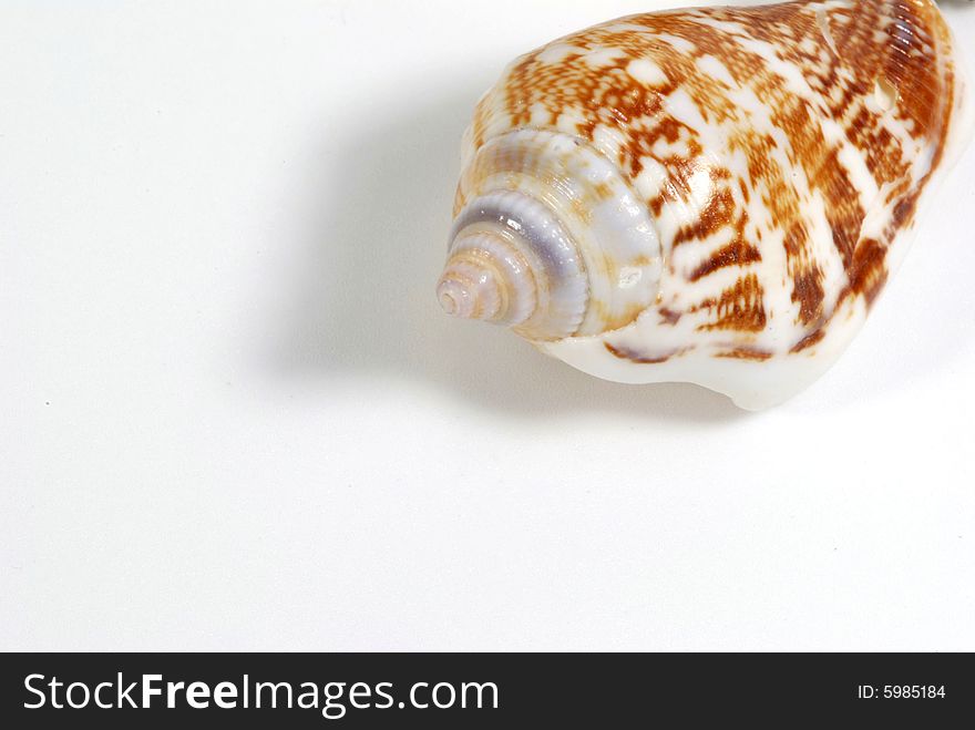 Close-up of sea shell isolated on white