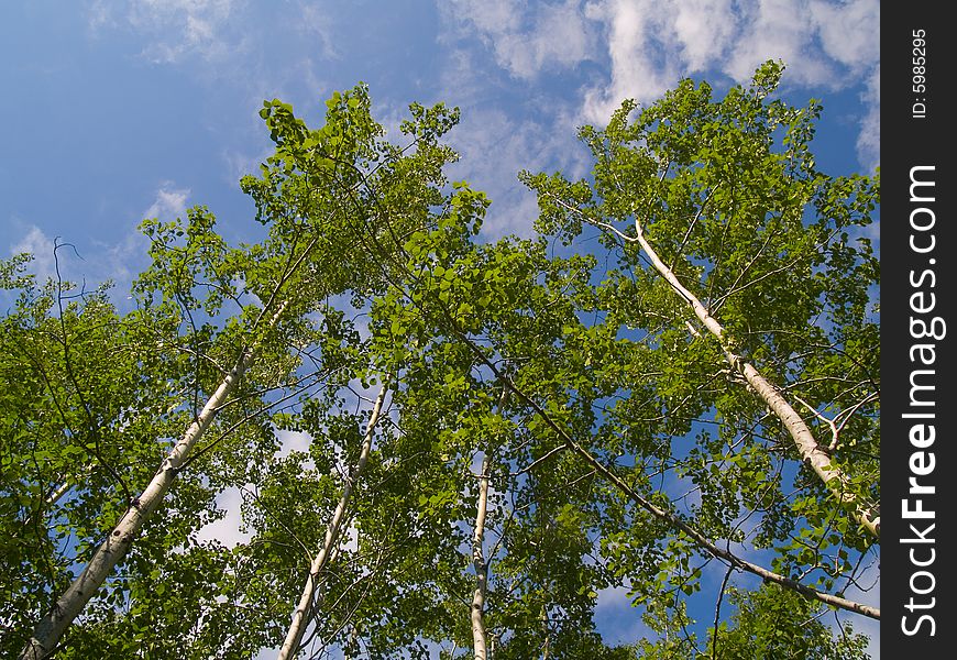 Green birch trees reaching into a blue sky in the North Woods of Minnesota. Green birch trees reaching into a blue sky in the North Woods of Minnesota.